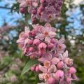 IMG-20250525-WA0028